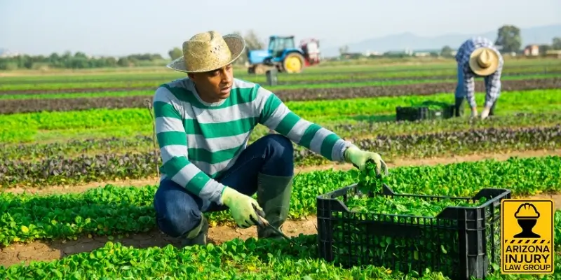 best agricultural workers comp lawyer in yuma